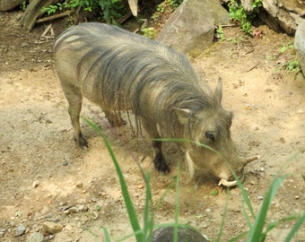 A Warthog named Keewee 01