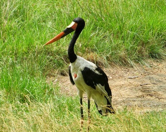 Saddle-billed Stork Posing 01