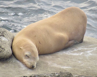 Oh So Sleepy Sea Lion   01