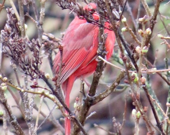 Cardinal Playing Peek-A-Boo 01