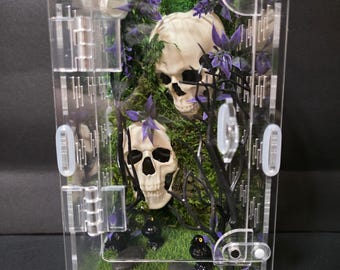 Jumping Spider Enclosure
