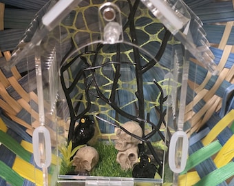 Jumping Spider Enclosure