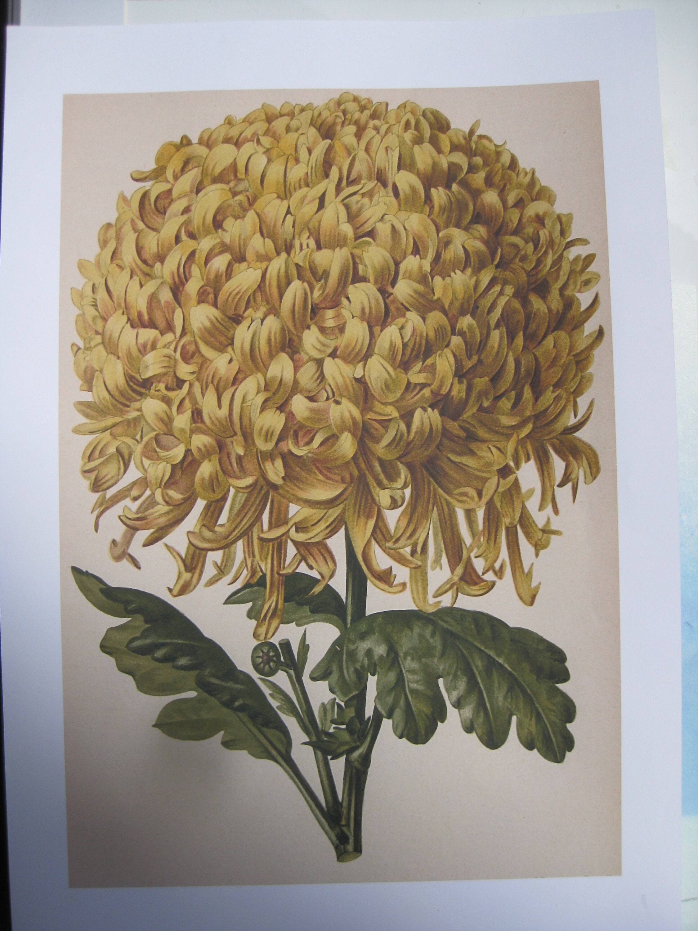 Le Dalhia. Poster Reproduction Xviii Eme Siècle. | 30X40 cm Encadré.