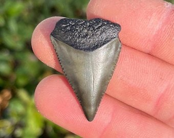 Authentic White Shark Tooth Fossil, Atlantic Ocean Find