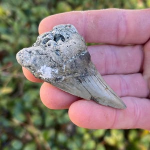 Rare Benedini Shark Tooth | Real Ancient Fossil Shark Tooth