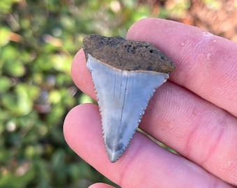 Authentic 1.6" White Shark Tooth Fossil