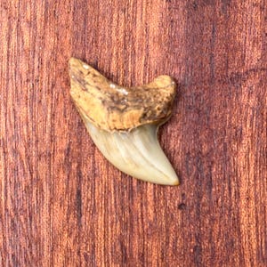 RARE Giant Thresher Shark Tooth - Authentic Fossil