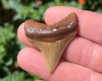 Fossil Chubutensis Shark Tooth: Megalodon Ancestor, 1.7"