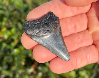Authentic White Shark Tooth Fossil (1.93" Long) Scuba Find