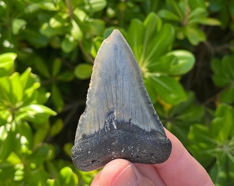 Authentic White Shark Tooth Fossil - 2.69" Atlantic Ocean Find