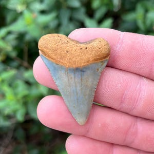 Beautiful Blue Great White Shark Tooth! | Authentic 1.82&quot; Fossil