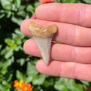 Shark Tooth | Mako Fossil 100% Authentic