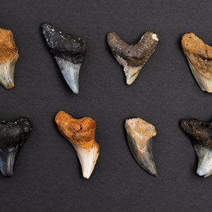 Rare Benedini Shark Tooth | Real Ancient Fossil Shark Tooth (1 Tooth Per Order)