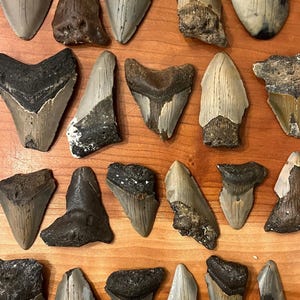 Peut inclure: Une collection de vingt-deux dents de requin fossilisées dans diverses nuances de gris, brun et noir, disposées en rangées à côté d'une règle noire mesurant jusqu'à 23 cm, présentant des formes triangulaires, des bords dentelés et des racines usées.