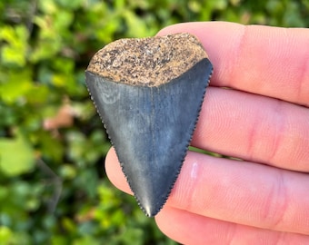 Authentic White Shark Tooth Fossil (2.06" Long) Scuba Find