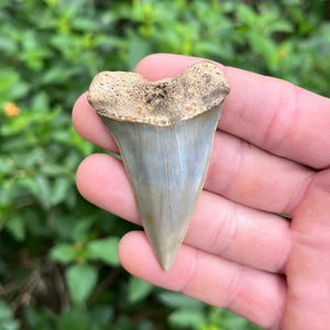 Beautiful Mako Shark Tooth | Authentic Fossil