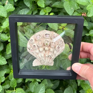 Leeuwenpootschelp in vitrine | Echte fossiele schelp