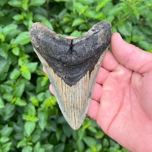 Megalodon Tooth | Real 4.88&quot; Fossil Shark Tooth