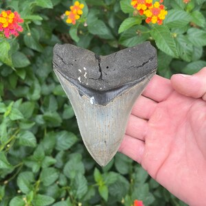 Megalodon Shark Tooth - Authentic Fossil