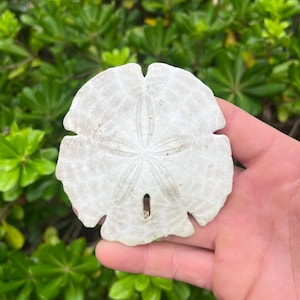 Sand Dollar | Real Carolina Sea Shell