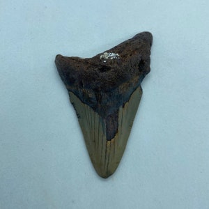 5.25 x 4.07 diver-direct Megalodon Shark Tooth Authentic Fossil