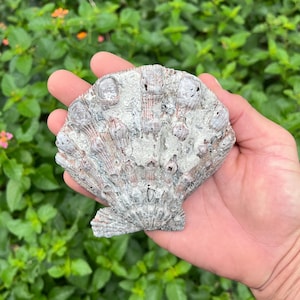 Lions Paw Seashell - Echte, volledig natuurlijke schelp