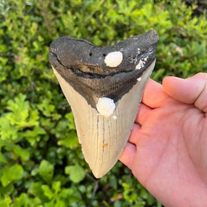 Massive Megalodon Shark Tooth | Real 5.5&quot; Fossil