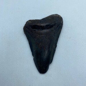 5.25 x 4.07 diver-direct Megalodon Shark Tooth Authentic Fossil