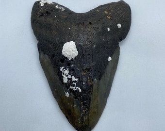 5.25 x 4.07 diver-direct Megalodon Shark Tooth Authentic Fossil