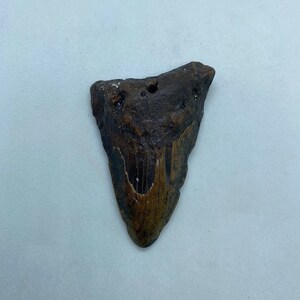 5.25 x 4.07 diver-direct Megalodon Shark Tooth Authentic Fossil