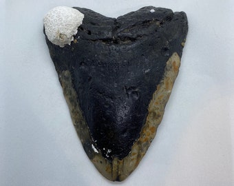 5.25 x 4.07 diver-direct Megalodon Shark Tooth Authentic Fossil