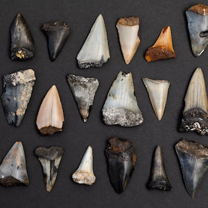 Affordable Shark Teeth | 1 Fossil Mako Shark Tooth Per Order