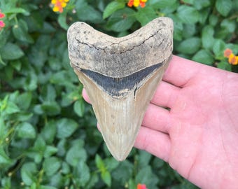 Megalodon Shark Tooth 4.59” Real Fossil