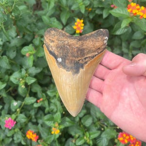 Megalodon Shark Tooth - Authentic Fossil