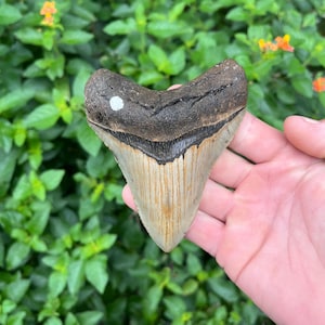 Megalodon Shark Tooth | Real Fossil