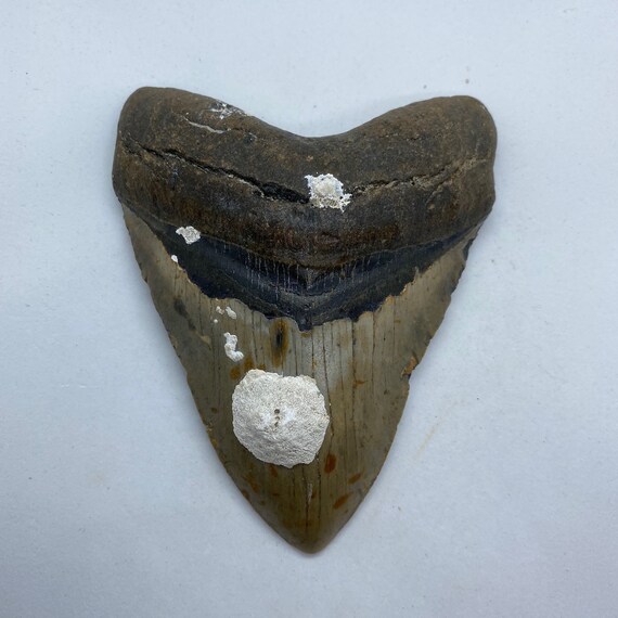 5.25 x 4.07 diver-direct Megalodon Shark Tooth Authentic Fossil