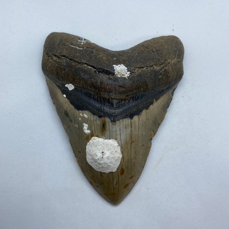 5.25 x 4.07 diver-direct Megalodon Shark Tooth Authentic Fossil