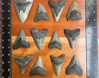 Auténtico diente de tiburón megalodón de 3 pulgadas / Cada fósil varía entre 2,5” y 3,5” de longitud