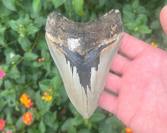 Megalodon Shark Tooth - 4.8” Authentic Fossil