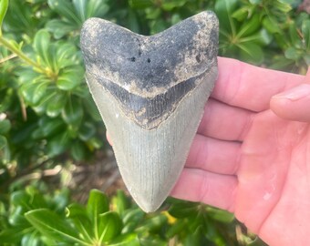 Authentic 4.02” Megalodon Fossil Shark Tooth