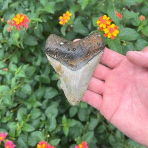 Megalodon Shark Tooth - Authentic Fossil