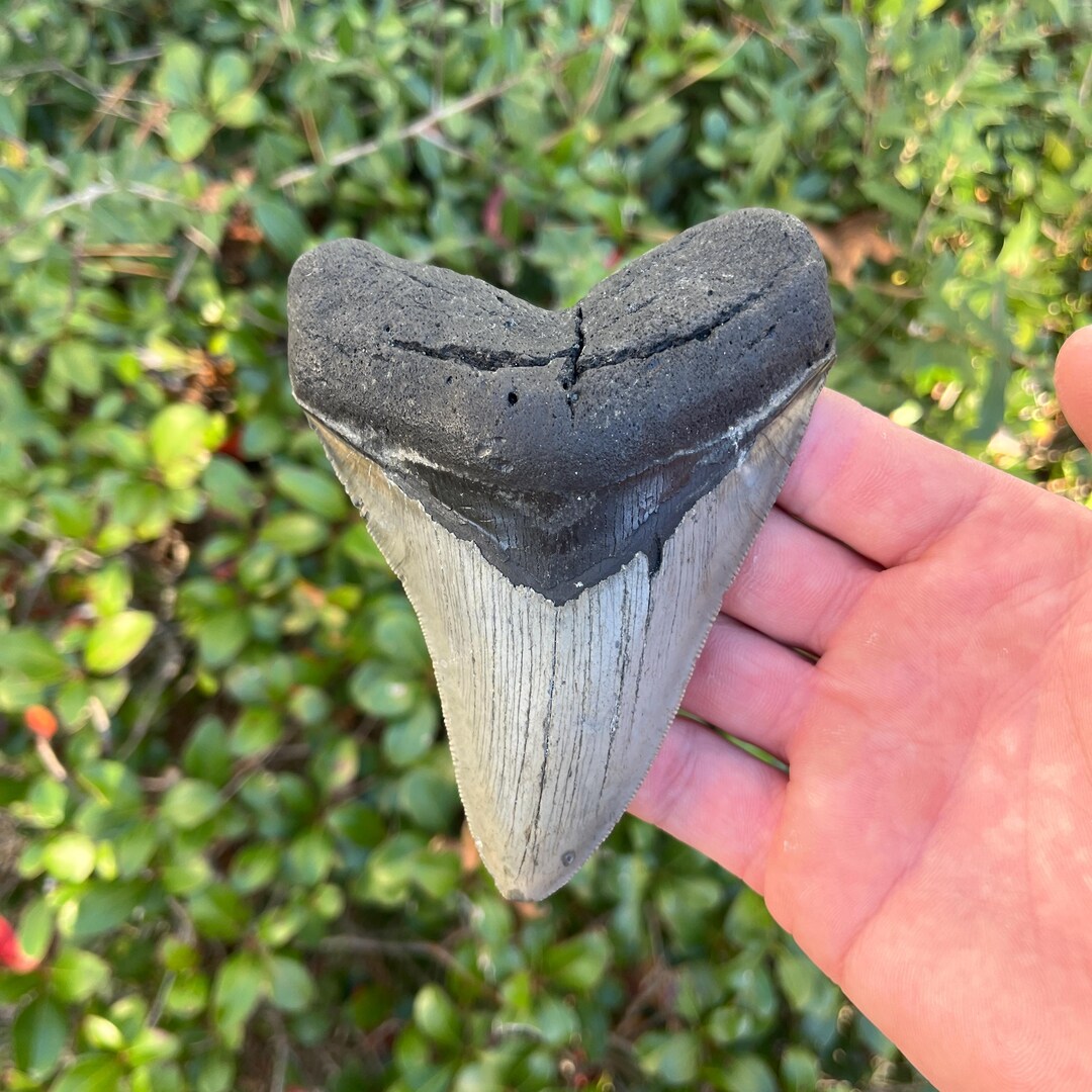 Authentic Megalodon Shark Tooth - All Natural/uncleaned Fossil - Etsy