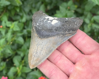Megalodon Shark Tooth - Authentic 4.01” Musuem Quality Fossil