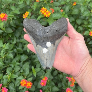 Megalodon Shark Tooth - Authentic Fossil