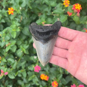 Megalodon Shark Tooth - Authentic Fossil