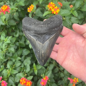 Megalodon Shark Tooth - Authentic Fossil