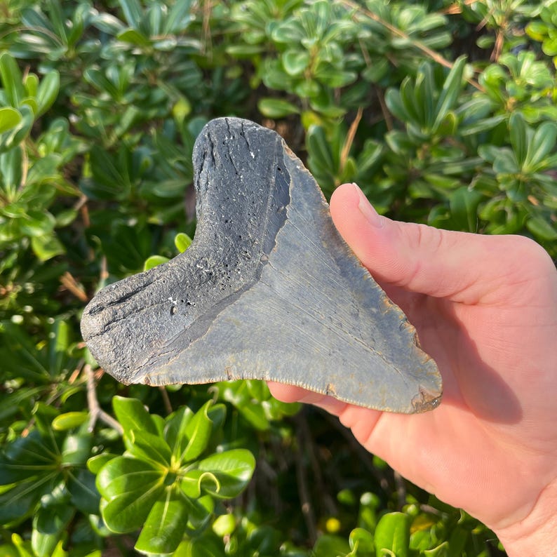 Authentic Megalodon Shark Tooth 4.59” Authentic Fossil - Etsy