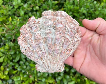 Concha gigante de vieira fósil, también conocida como pata de león.