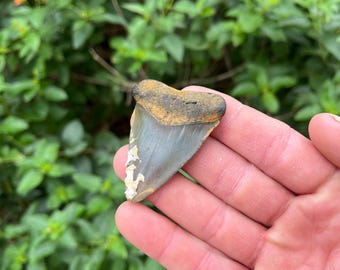 Authentic Shark Tooth Fossil, North Carolina Find (2.21")