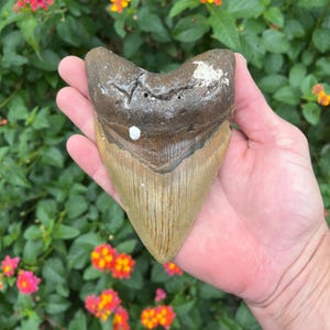 Megalodon Shark Tooth - Authentic Fossil